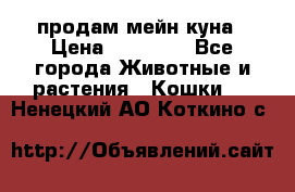 продам мейн куна › Цена ­ 15 000 - Все города Животные и растения » Кошки   . Ненецкий АО,Коткино с.